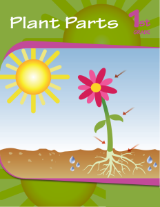 plant-parts-workbook